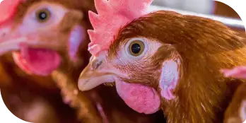 Gallinas ponedoras